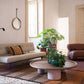 Oliver Sofa Gianfranco Frattini 1957